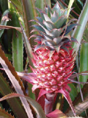 pineappleplant.jpg